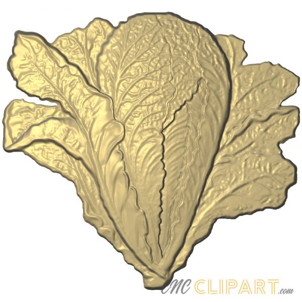 A 3D Relief Model of some Lettuce