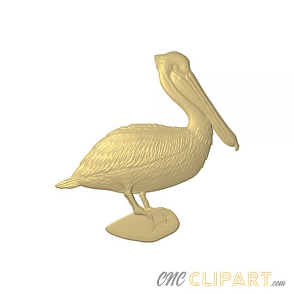 A 3D relief model of a Pelican