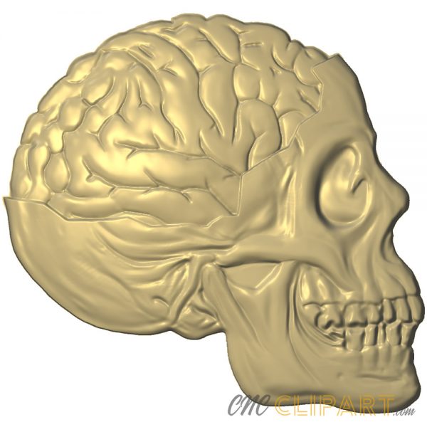 A 3D Relief Model of a Brain and Skull