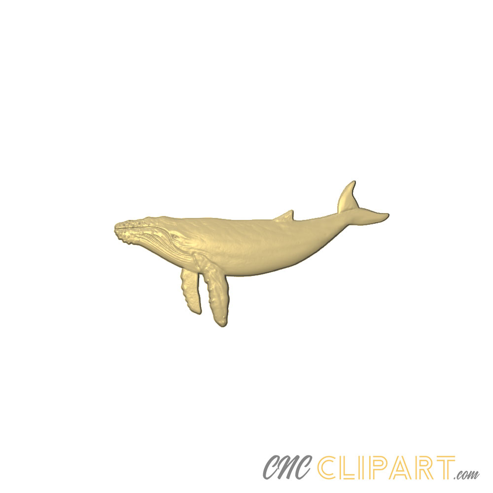 A 3D relief model of a Blue Whale