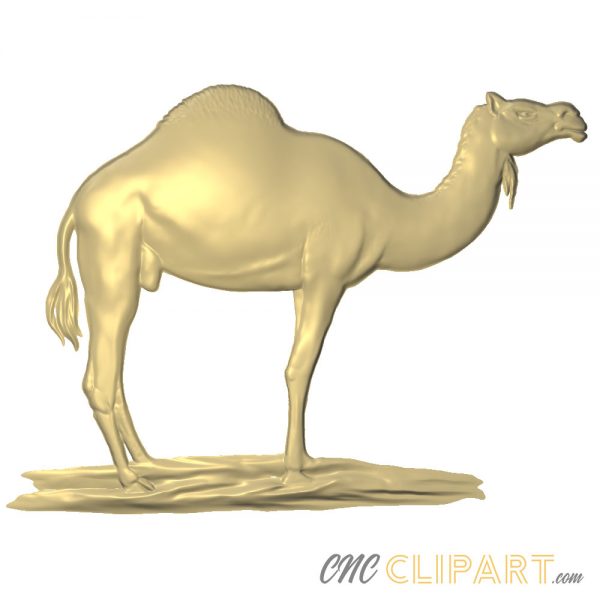 A 3D relief model of a Camel