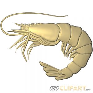 A 3D Relief Model of a Shrimp