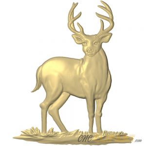 A 3D Relief Model of a White-tailed Deer