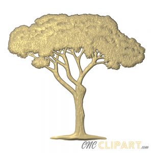 A 3D Relief Model of an Acacia Tree