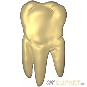 A 3D Relief model of a Tooth