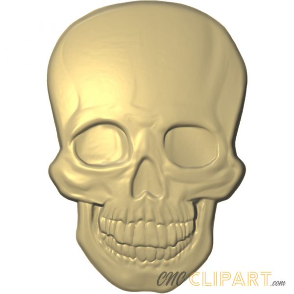 A 3D Relief model of a human skull - front view