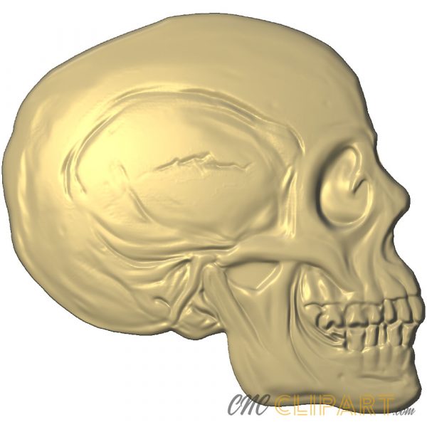 A 3D Relief model of a human skull